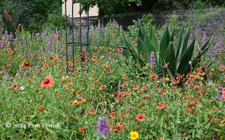 Wildflowers, edibles, and hibiscus-munching tortoise at Teresa Garcia’s garden