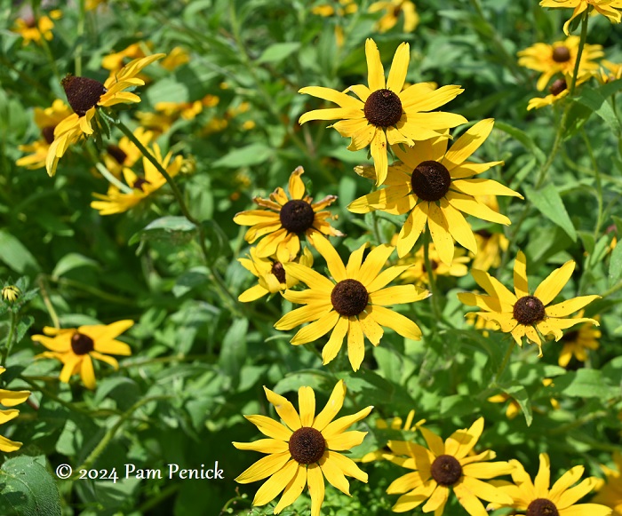 A no-fuss, downsized garden that still brings joy