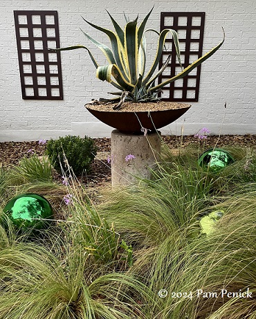 Profusion of pink cactus flowers