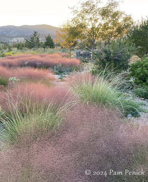 A peek at Lauren Springer’s undaunted garden