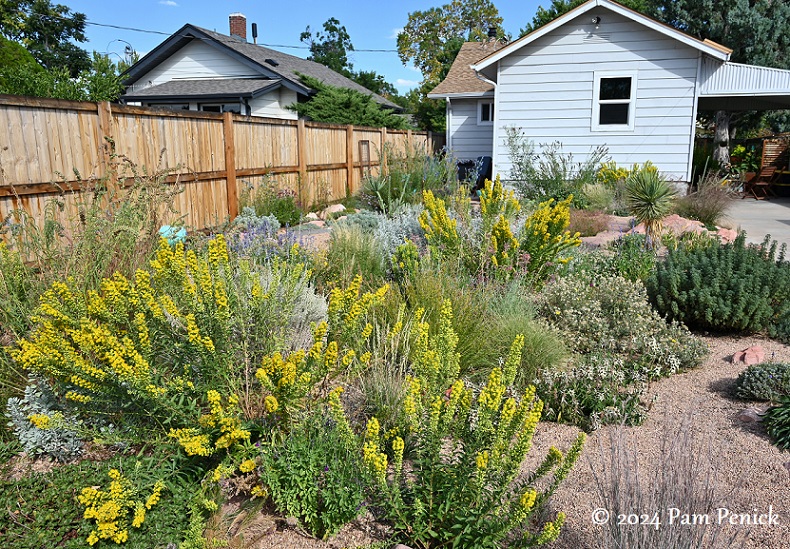 Heidi Harris’s Denver dry garden, inspired by David Salman, outshines any lawn