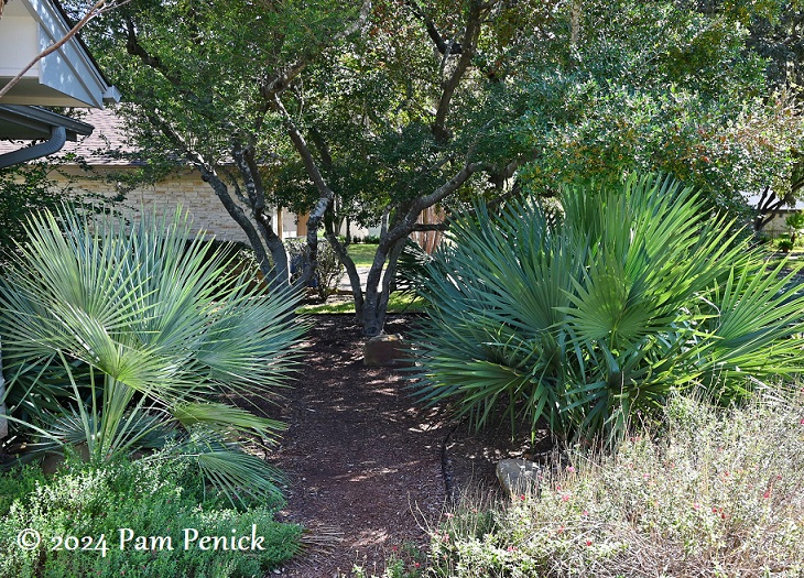 A collector’s garden of rare palms and cactus
