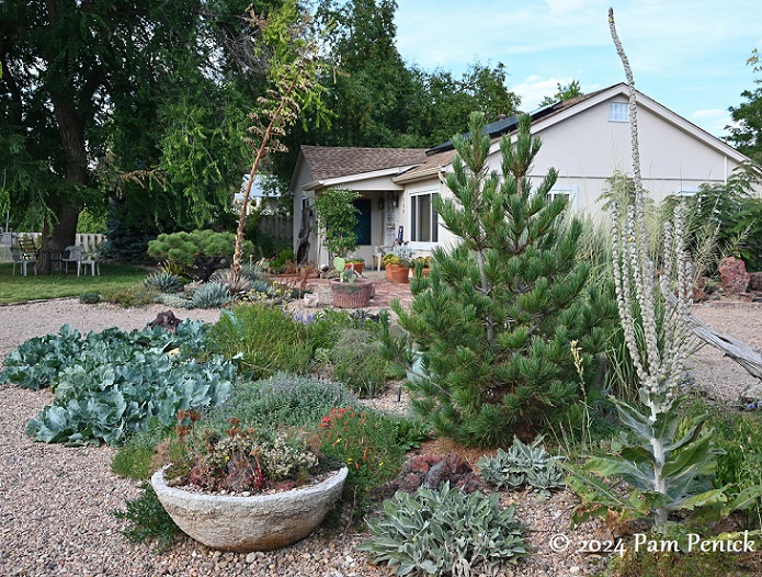 Cold-hardy cactus and more at plantsman Kelly Grummons’s garden