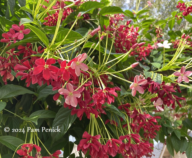 After derecho devastation, a garden blazes beautifully