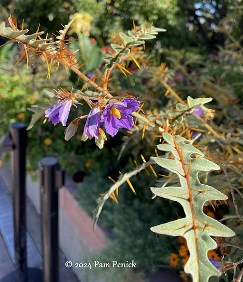 Fall at Denver Botanic Gardens: Monet Pool, Japanese teahouse, and bonsai